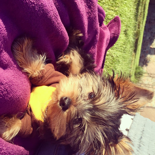 Алла Панасюк