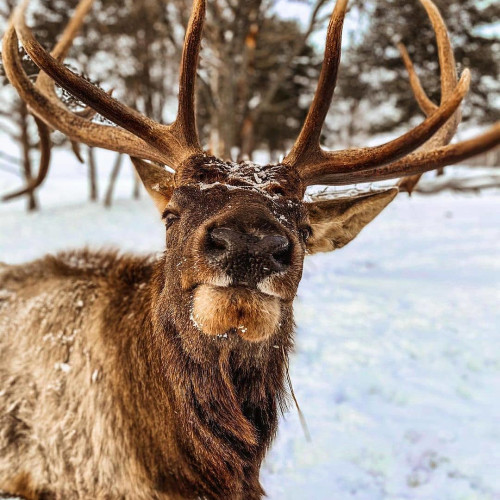 Фаина Марковa