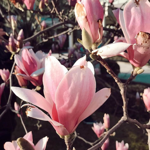 Людмила Воронцовa