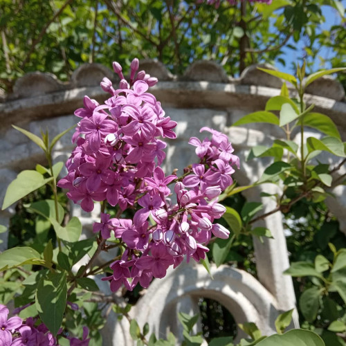 Таисия Доронинa