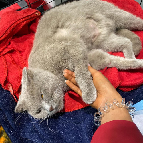 Дар'я Іванченко