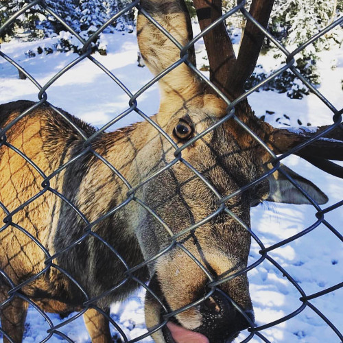 Федосья Ершовa