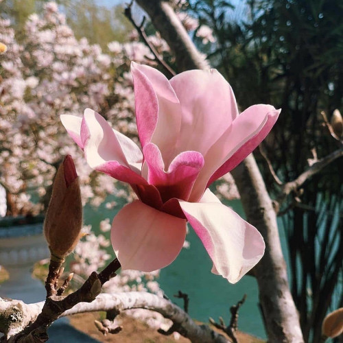 Люся Беляевa