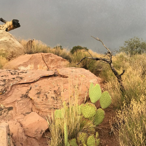 Майя Рожковa