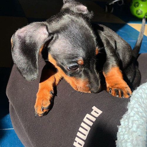 Марина Дмитренко