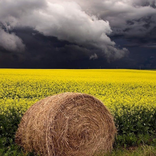 Рената Елисеевa