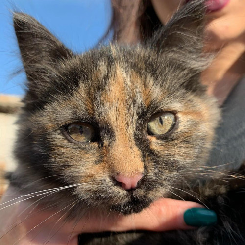 Лада Михеевa