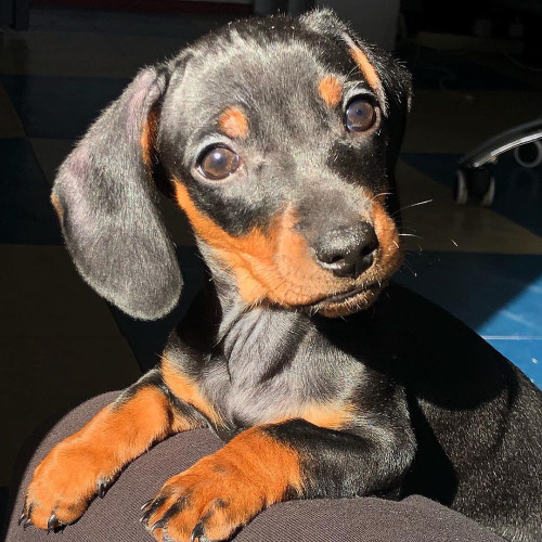 Ірина Мірошниченко