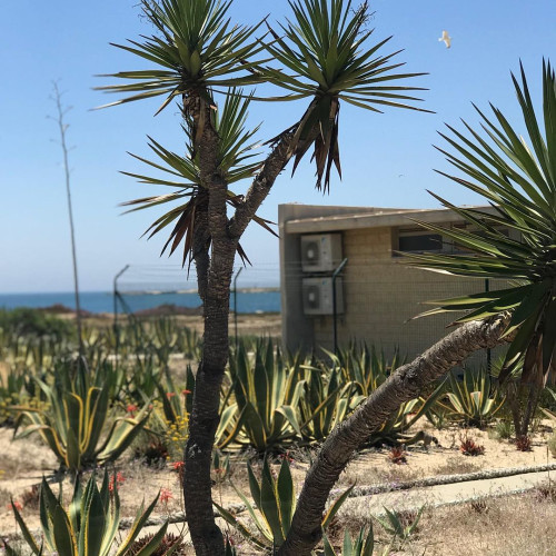 Олександра Крамарчук