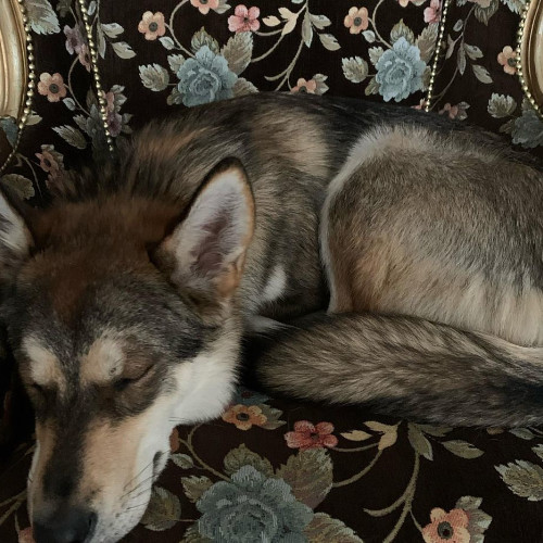 Світлана Шевчук