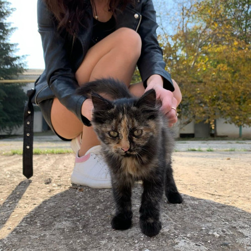 Вікторія Мірошниченко