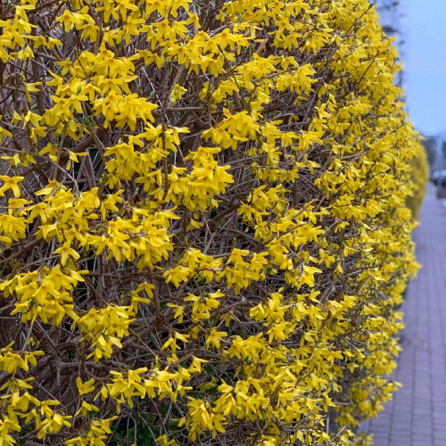 Клавдия Юдинa