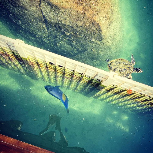 Рената Савельевa