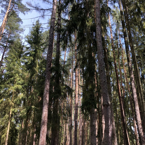 Маргарита Осиповa