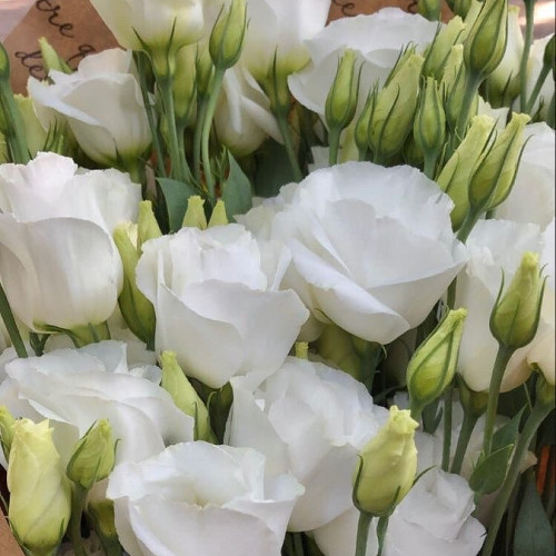 Кіра Лисенко