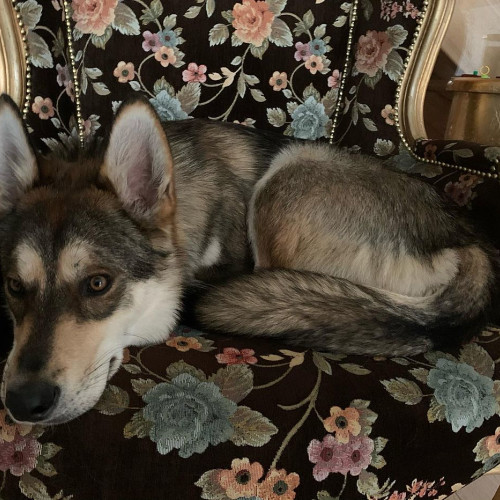 Александра Симоновa