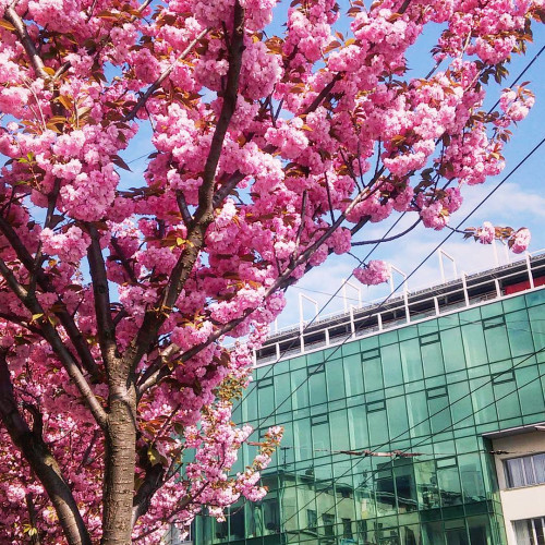 Диана Калашниковa