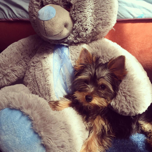 Віра Броварчук