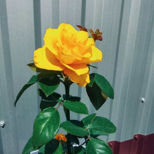 Алиса Никоновa