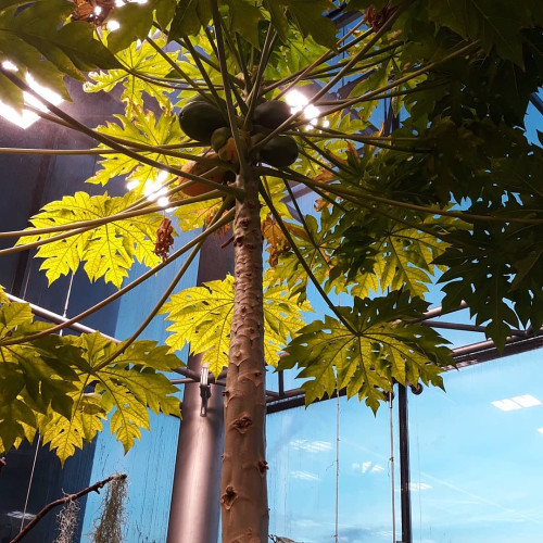 Фаина Емельяновa