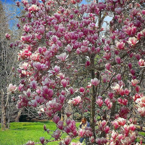 Злата Трофимовa