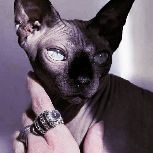 Валерия Петуховa