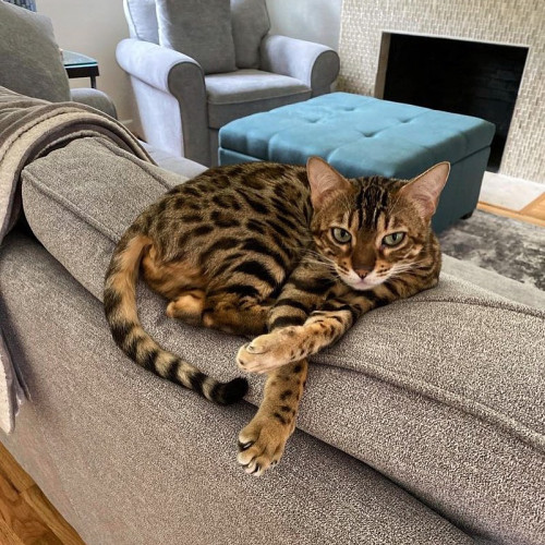 Инга Кабановa