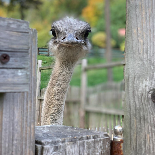 Любовь Беляковa