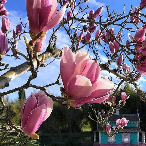 Нина Корниловa