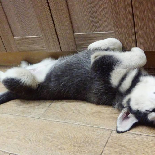 Клементина Субботинa