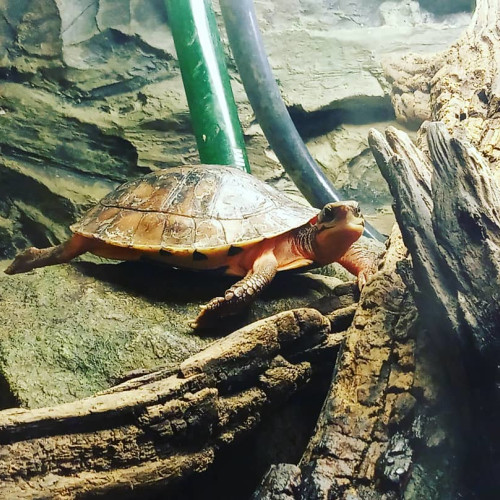 Оксана Калашниковa