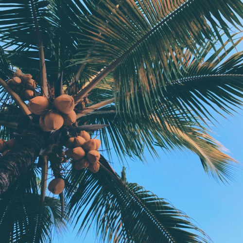 Дина Носковa