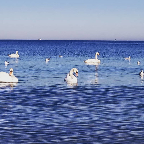 Діана Васильчук