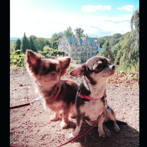 Инга Волковa