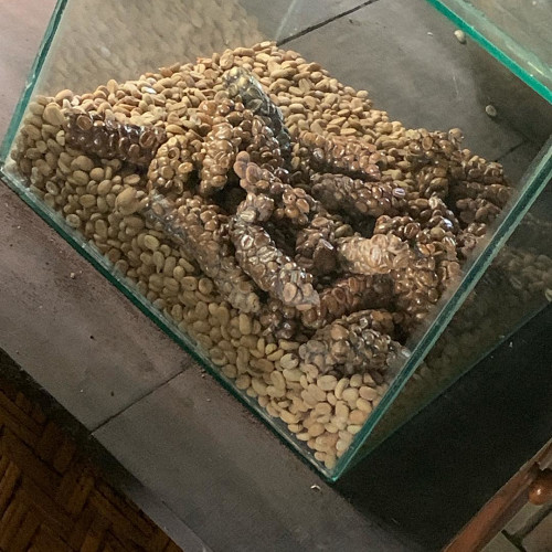 Евгения Романовa