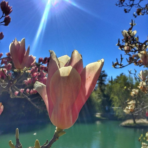 Варвара Калашниковa