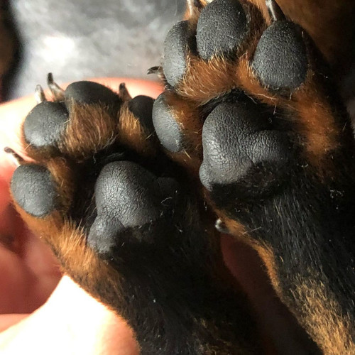 Искра Родионовa